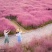 青州粉黛乱子草批发