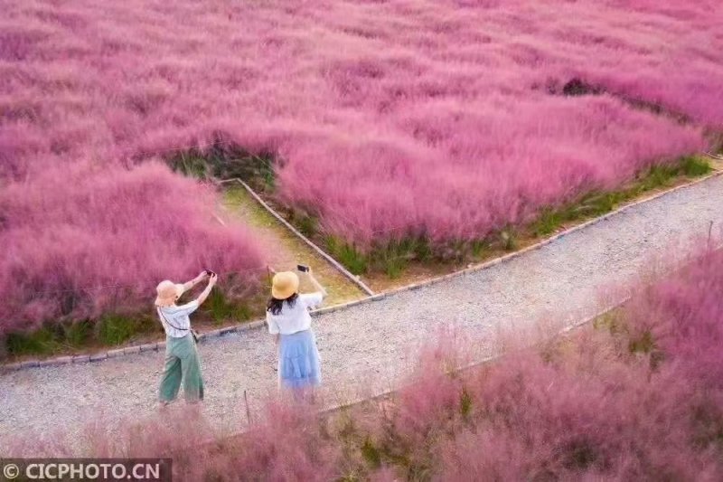 青州粉黛乱子草批发