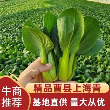 精品山东菏泽曹县上海青诚信经营量大价优规格齐全对接批发商
