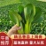 精品山东菏泽曹县上海青诚信经营量大价优规格齐全对接批发商