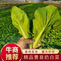 山东菏泽曹县奶白菜大量上市品质保证全年供货对接商超