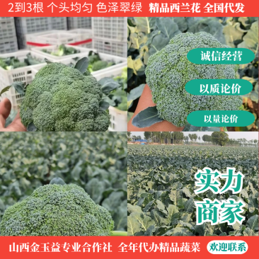 万亩西兰花大量上市，价格低箱装散装团队代办欢迎联系