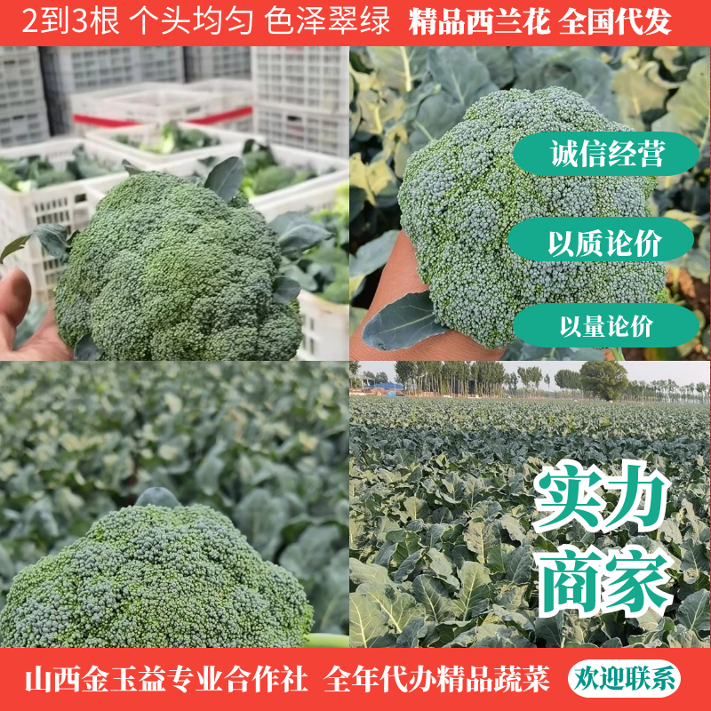 万亩西兰花大量上市，价格低箱装散装团队代办欢迎联系