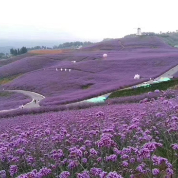 青州柳叶马鞭草基地