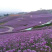 青州柳叶马鞭草基地