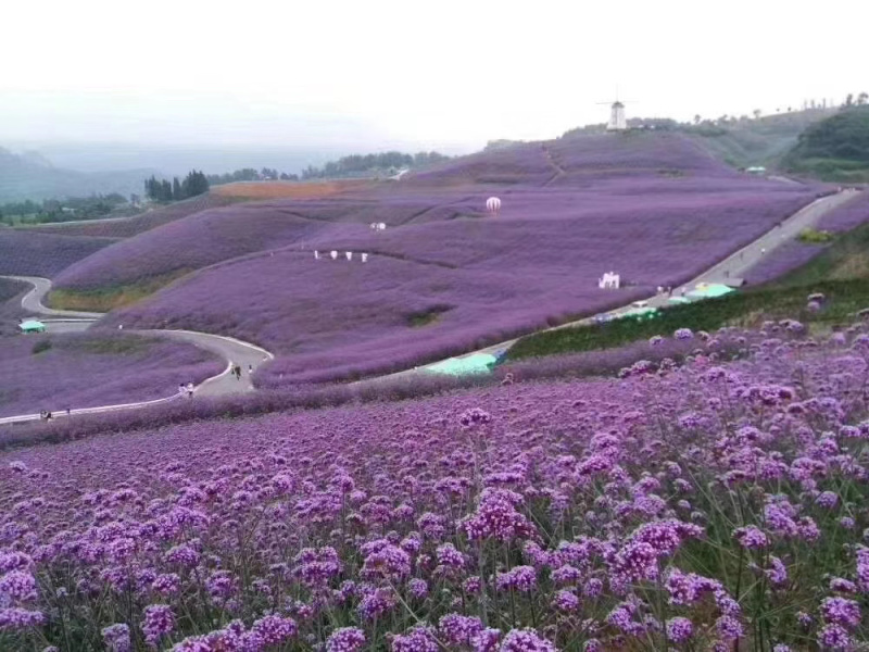 青州柳叶马鞭草基地