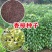 香樟种子新采小叶香樟大叶香樟种子香樟树苗香樟籽绿化行道树