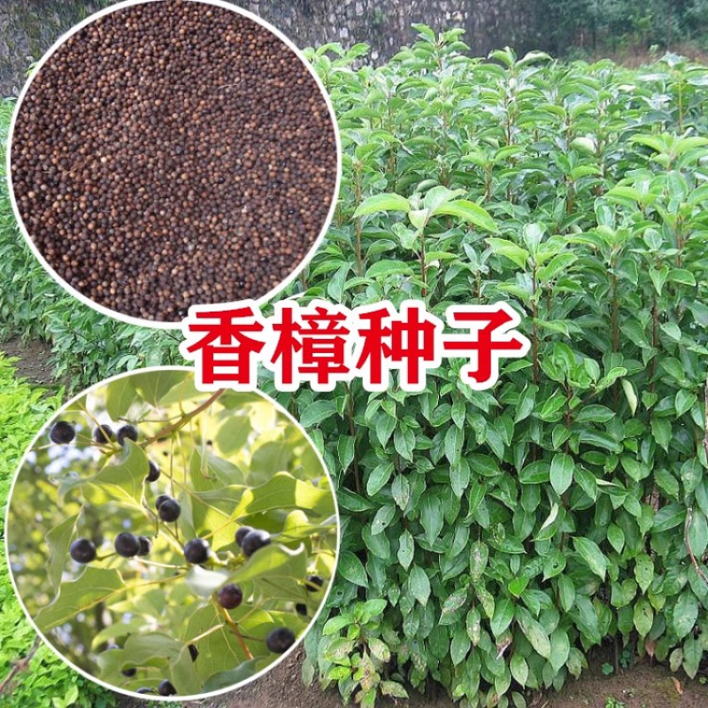 香樟种子新采小叶香樟大叶香樟种子香樟树苗香樟籽绿化行道树