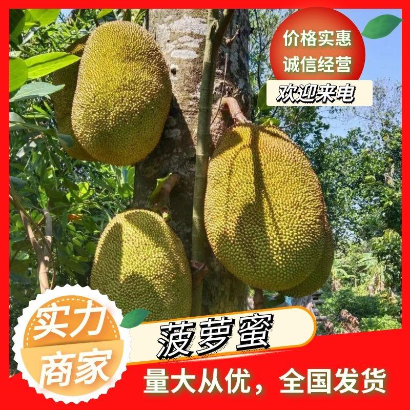 广东茂名本地菠萝蜜，产地直供，整车发货，可一件代发欢迎咨询