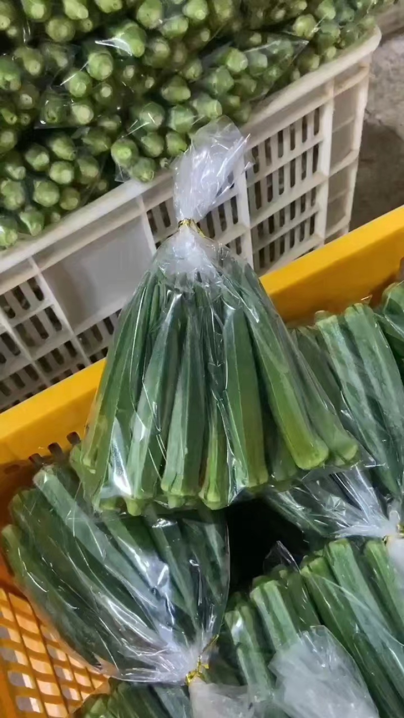【实力推荐】福建本地精品黄秋葵大量上市品质保障欢迎来电