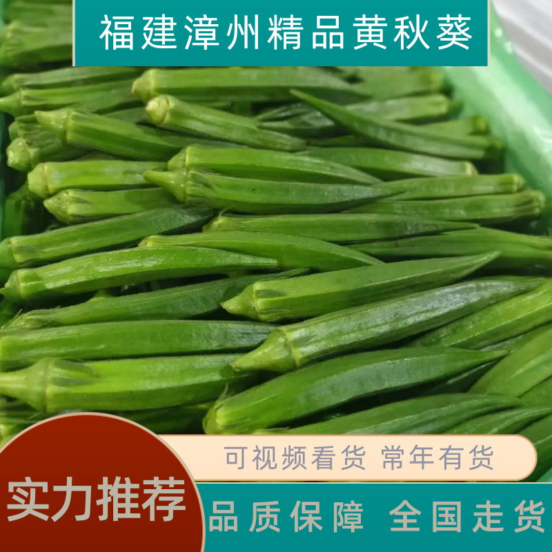 【实力推荐】福建本地精品黄秋葵大量上市品质保障欢迎来电