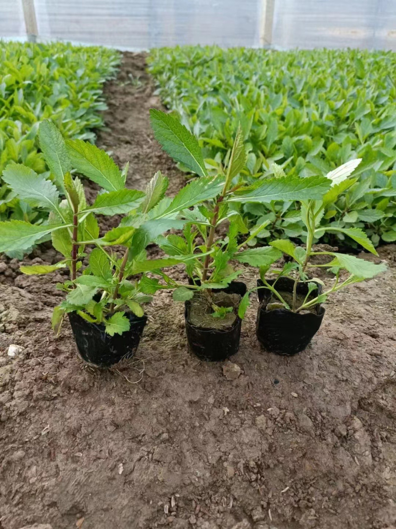 山东马鞭草种植基地