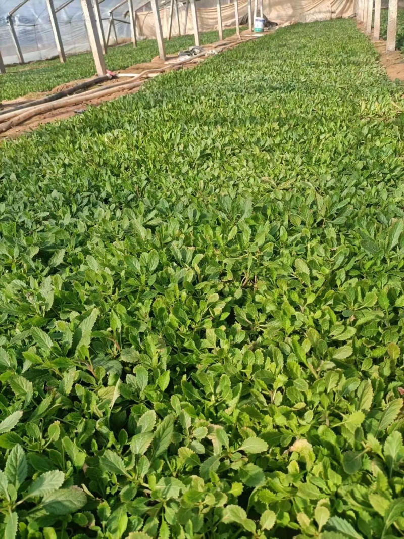 山东马鞭草种植基地