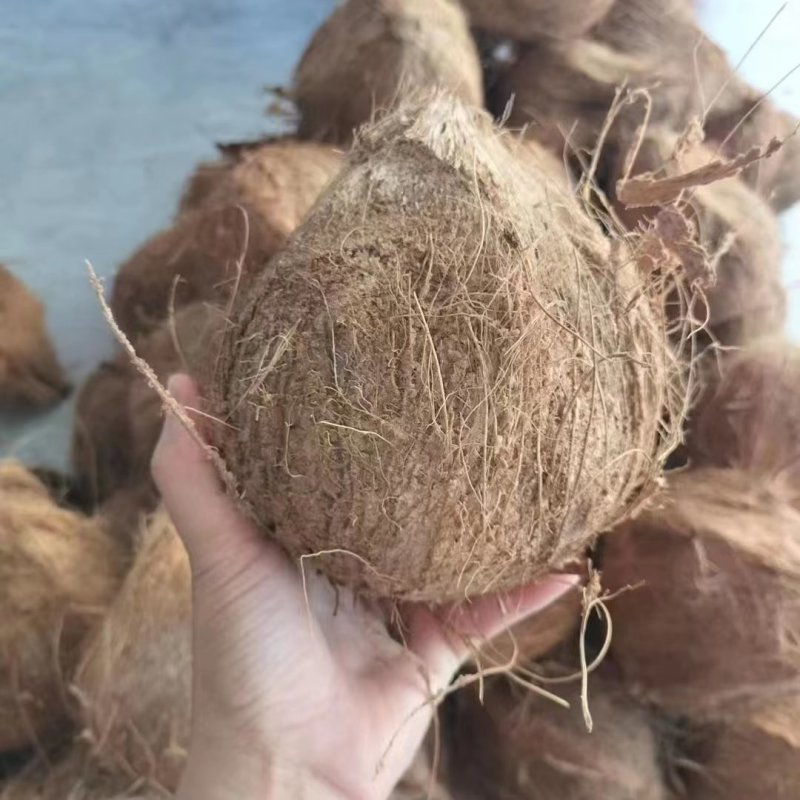 老椰子越南毛椰子-椰子鸡店清补凉，支持一件代发