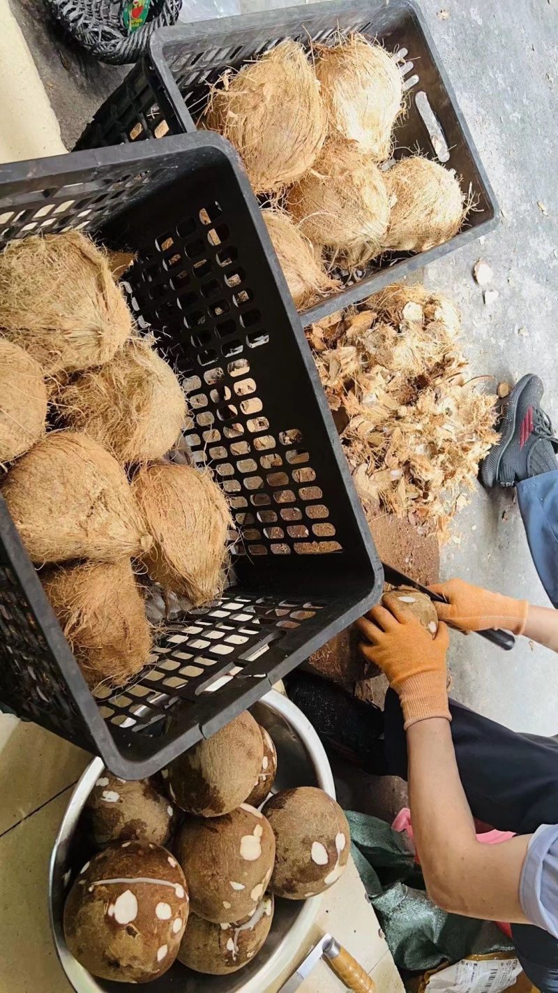 老椰子越南毛椰子-椰子鸡店清补凉，支持一件代发