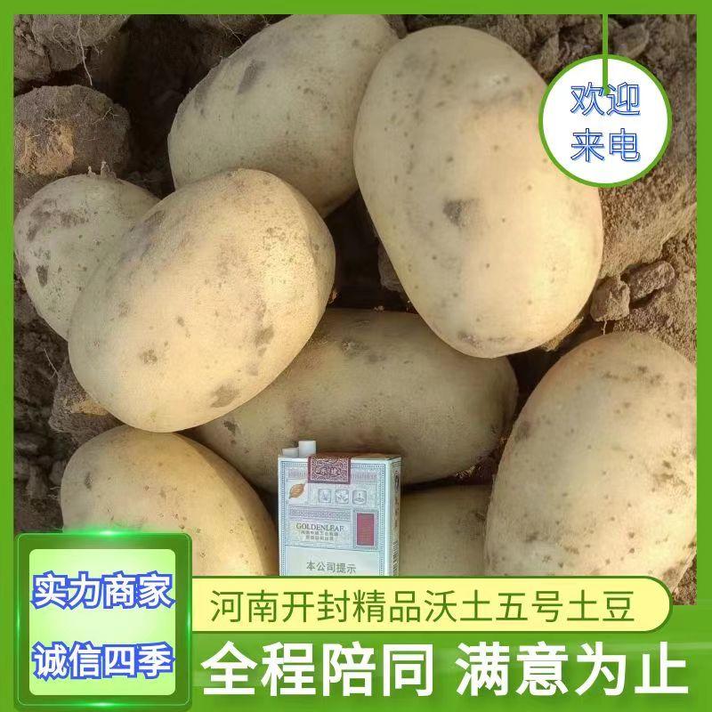 【人气】河南开封通许优质沃土土豆无青头虫洞基地供货个头大耐运