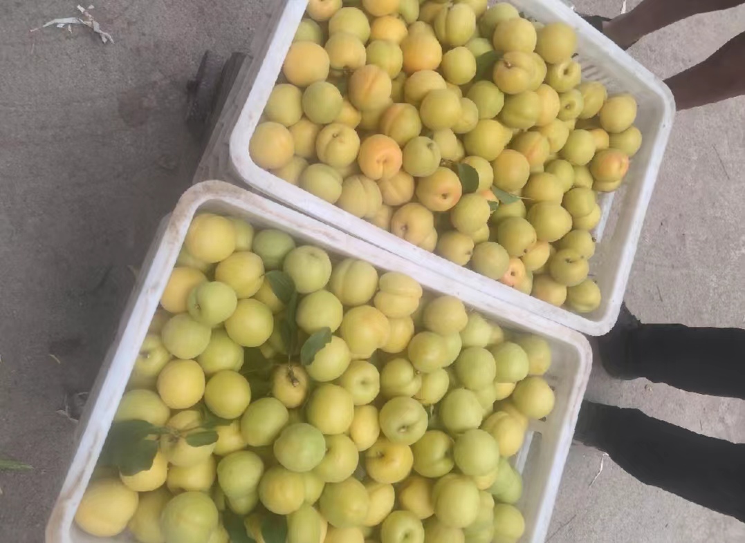 新鲜采摘的杏梅果实