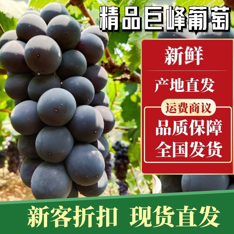 【实力商家】辽南巨峰葡萄口感甜果粉好粒大串行正糖度高