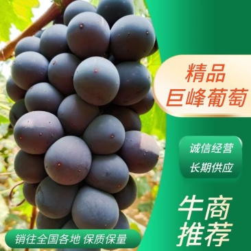【好货】辽南巨峰葡萄口感甜果粉好色黑粒大糖度18以上