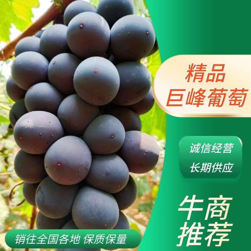 【好货】辽南巨峰葡萄口感甜果粉好色黑粒大糖度18以上