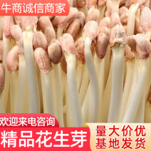 精品花生芽，常年经营，大量现货供应，支持视频