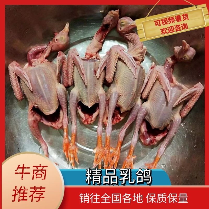 广西生鲜鸽子，精品乳鸽，预包装冻品乳鸽中鸽欢迎下单