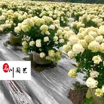 中华木绣球-圆锥木绣球-袋苗小苗-量大优惠