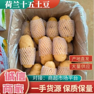 大量供应各地黄心土豆耐储存薯形颜色靚，备恒温冷库代购代销