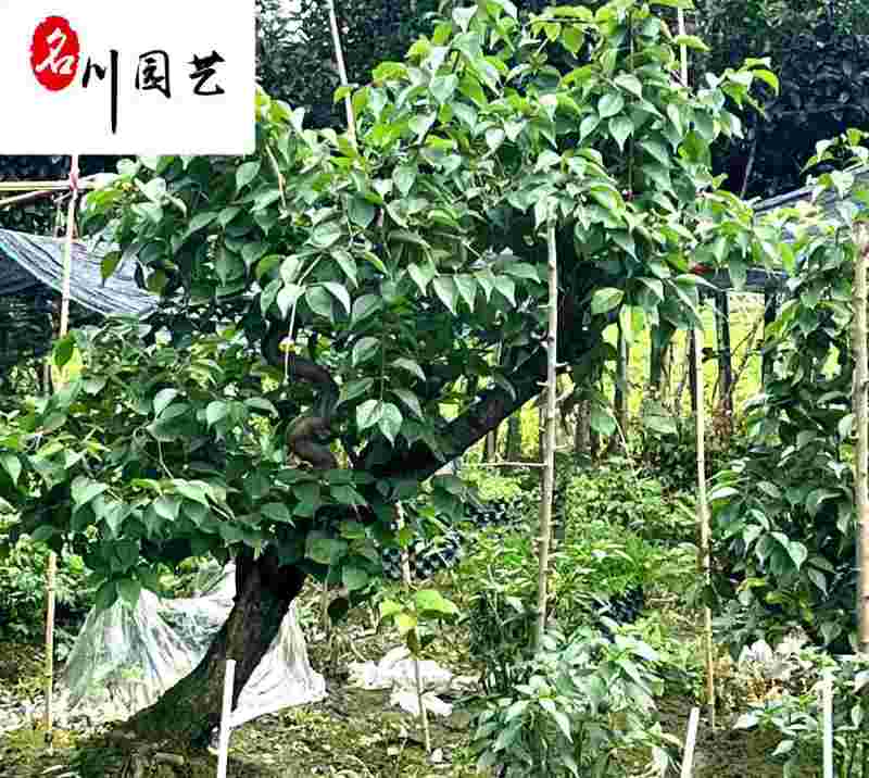 供应绿萼梅老桩-梅树盆栽-绿萼梅价格-图片