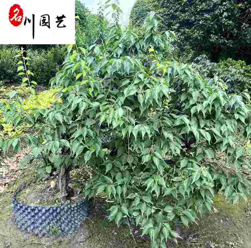 供应绿萼梅老桩-梅树盆栽-绿萼梅价格-图片