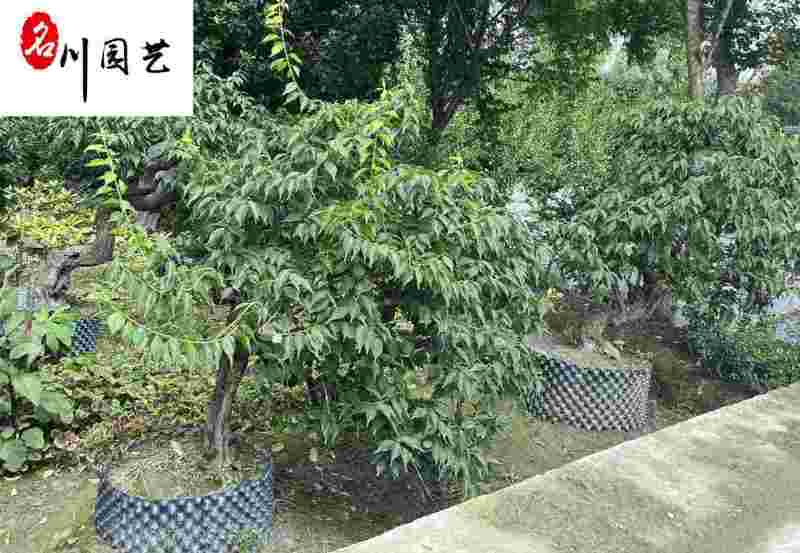 供应绿萼梅老桩-梅树盆栽-绿萼梅价格-图片