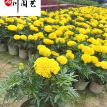 万寿菊双色杯-节庆租摆花卉-花海花境造景-成都草花批发