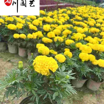 万寿菊双色杯-节庆租摆花卉-花海花境造景-成都草花批发