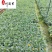 万寿菊双色杯-节庆租摆花卉-花海花境造景-成都草花批发