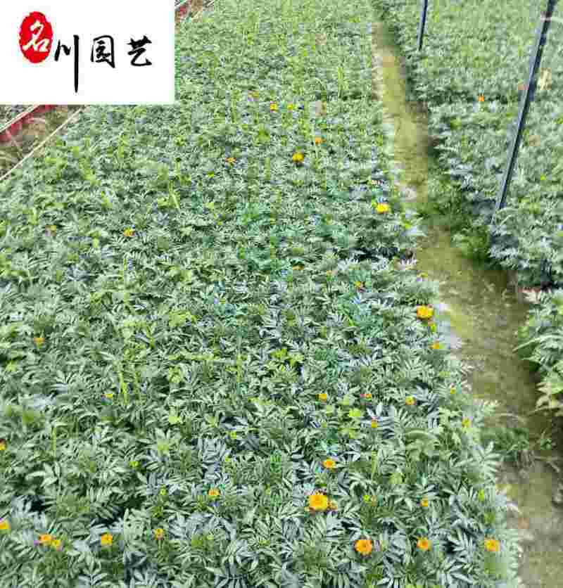万寿菊双色杯-节庆租摆花卉-花海花境造景-成都草花批发