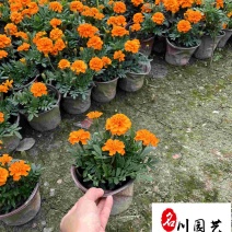 成都双色杯孔雀草-工程园林绿化-花海造景节庆租摆