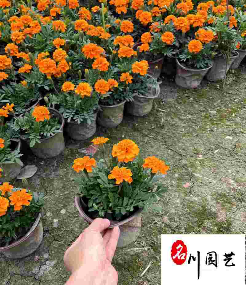 成都双色杯孔雀草-工程园林绿化-花海造景节庆租摆