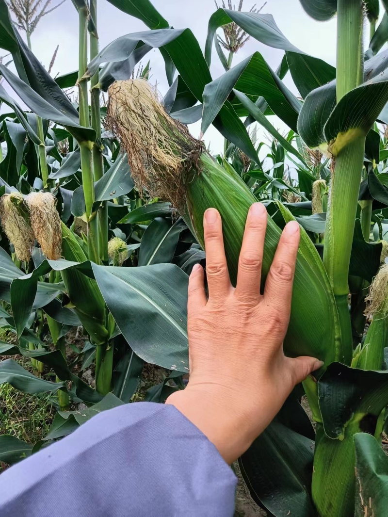 万糯188【玉米】个头均匀口感甜糯质优价廉欢迎抢购