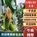万糯188【玉米】个头均匀口感甜糯质优价廉欢迎抢购