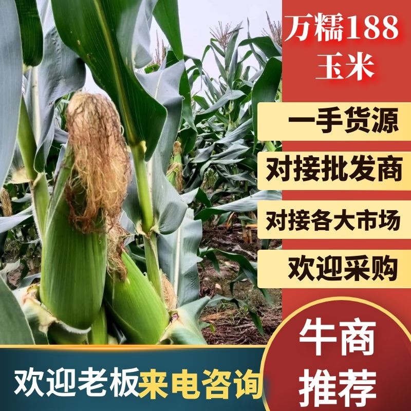 万糯188【玉米】个头均匀口感甜糯质优价廉欢迎抢购