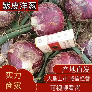 优质通许洋葱诚信交易个头大均匀干净土少颜色漂亮提供包装