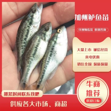 【热卖】安徽亳州加州鲈鱼苗质量保证货源充足保证成活率