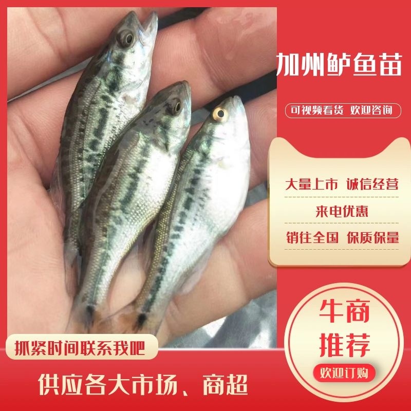 【热卖】安徽亳州加州鲈鱼苗质量保证货源充足保证成活率