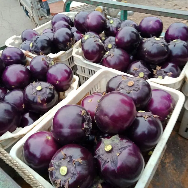 圆茄紫光圆茄产地直销，交通方包装齐全，代发代收。