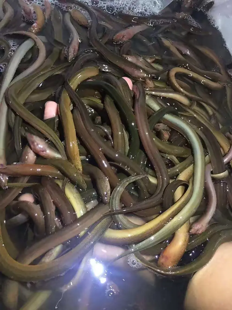 【精选】黄鳝鱼苗，重庆潼南黄鳝苗，对接全国批发量大从优