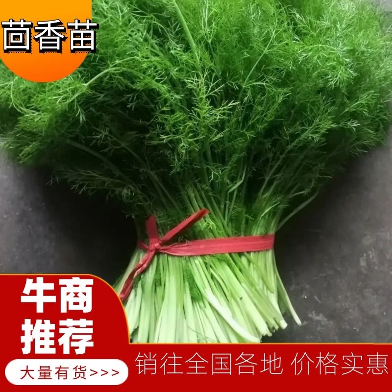 山东德州茴香苗新鲜茴香菜头茬露天二茬露天大棚都有货