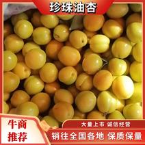凯特杏原产地大量上市中，商品杏，加工厂杏，大量有货