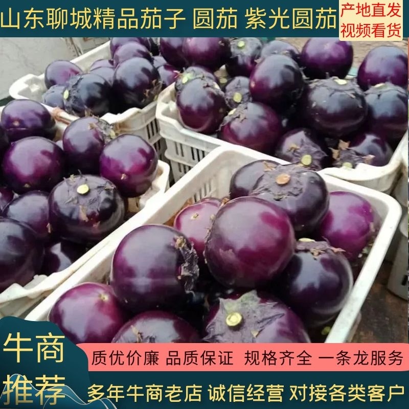 圆茄紫光圆茄产地直销，包装齐全，代发代收。