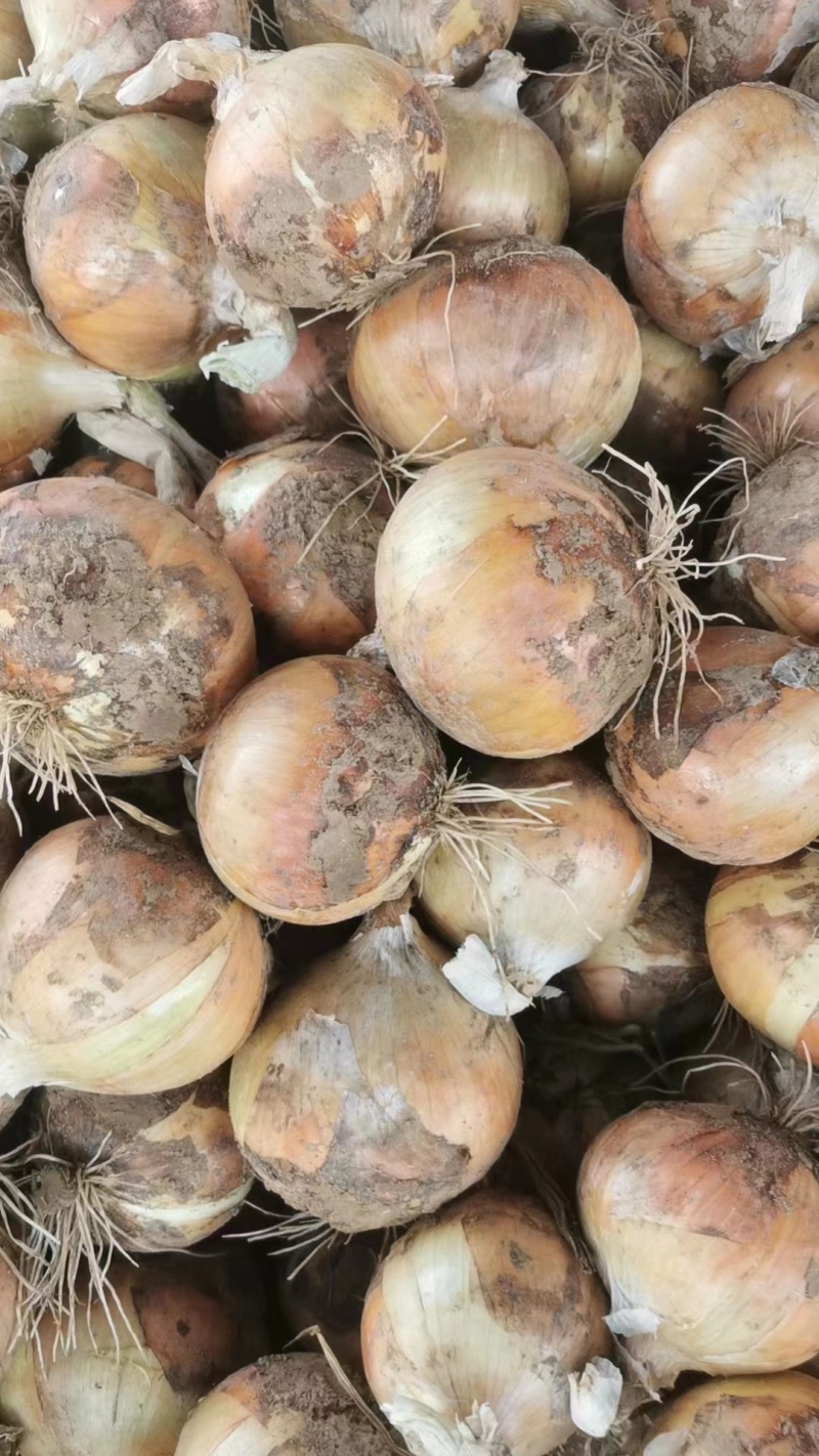 山东洋葱菏泽黄皮洋葱产地发货一手货源欢迎来电订购