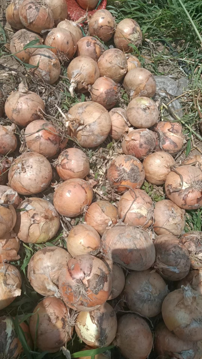 山东洋葱菏泽黄皮洋葱产地发货一手货源欢迎来电订购